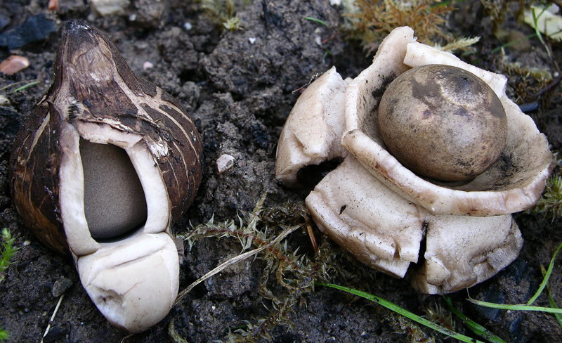 Gastromycetidae.